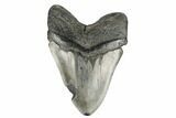 Giant, Fossil Megalodon Tooth - South Carolina #176147-2